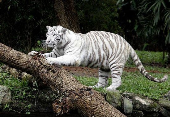 tigre branco no zoologico de sao paulo