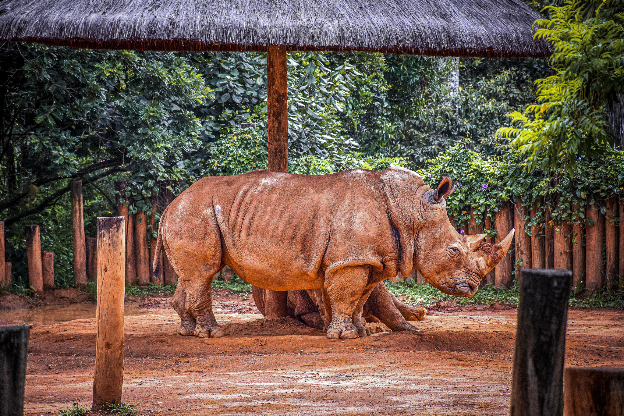 Zoo Safari