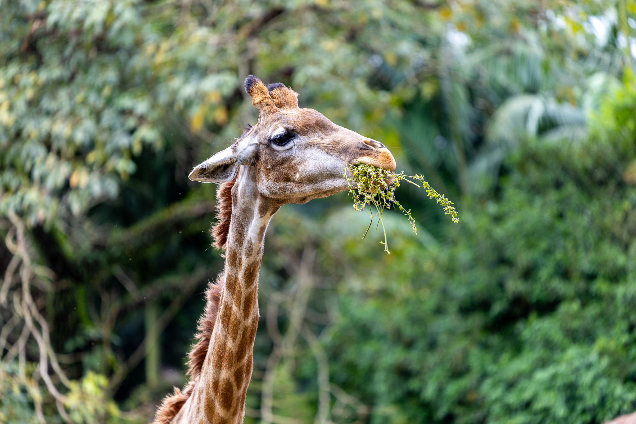 Jardim Zoológico