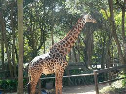 Zoo Safari