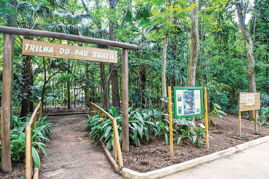 trilha no Parque da Água Branca
